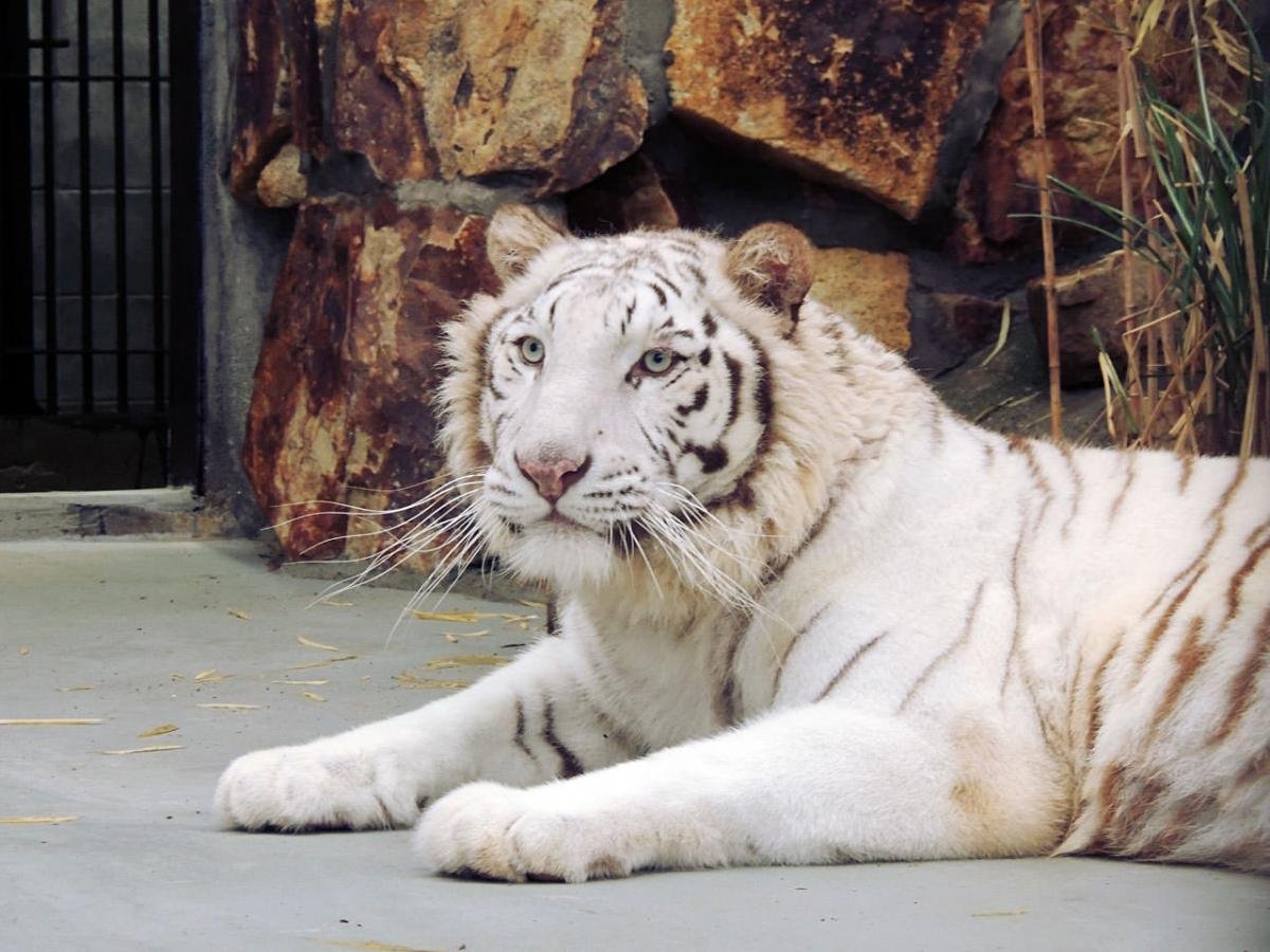 🦁 이케다 동물원 이미지 1